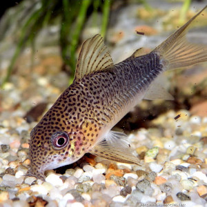 Corydoras similis