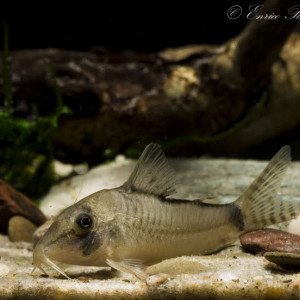 Corydoras simulatus