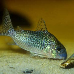 Corydoras sodalis