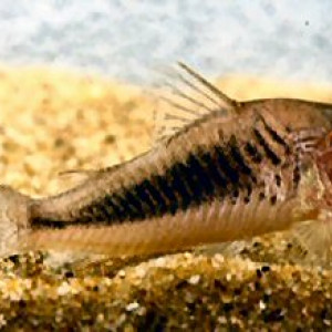 Corydoras solox