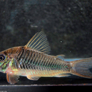 Corydoras stenocephalus