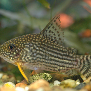 Corydoras sterbai