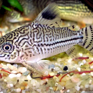 Corydoras trilineatus