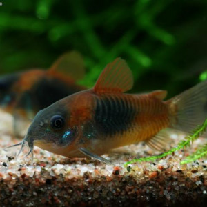 Corydoras venezuelanus