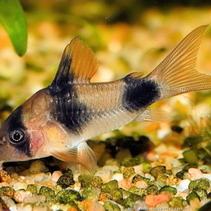 Corydoras weitzmani