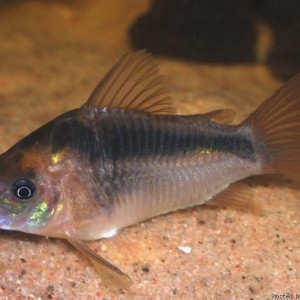 Corydoras zygatus