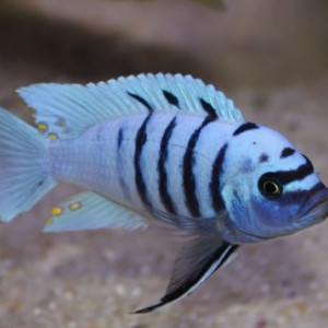 Cynotilapia sp. "Hara"