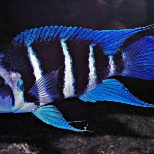 Cyphotilapia frontosa