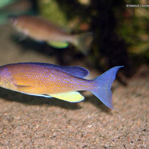 Cyprichromis pavo