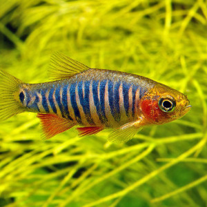 Danio erythromicron