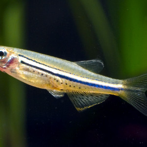 Danio nigrofasciatus