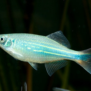 Devario malabaricus  