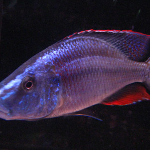 Dimidiochromis compressiceps