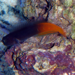 Ecsenius bicolor