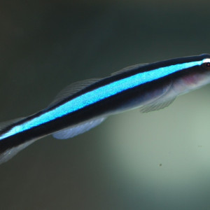 Elacatinus oceanops