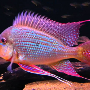 Geophagus surinamensis