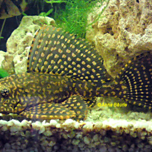 Glyptoperichthys joselimaianus