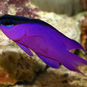 Gramma melacara