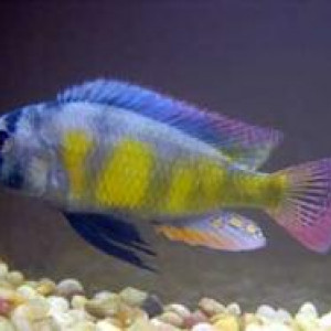 Haplochromis erythrocephalus