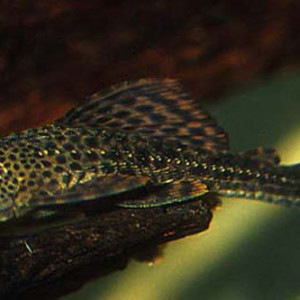 Hemiancistrus annectens