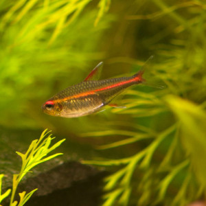 Hemigrammus gracilis