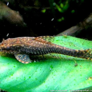 Hisonotus leucofrenatus