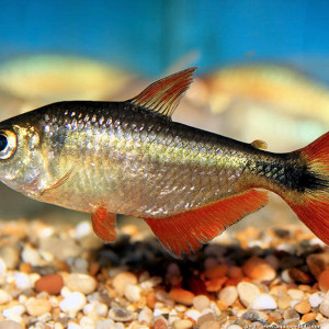 Hyphessobrycon anisitsi