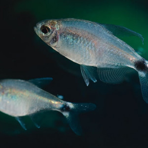 Hyphessobrycon elachys