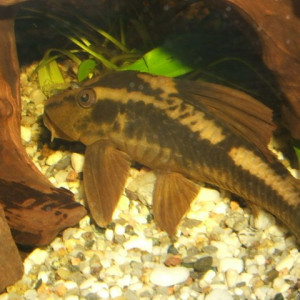 Hypostomus cochliodon