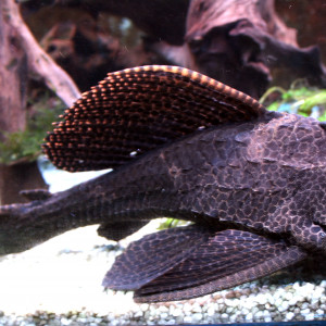 Hypostomus plecostomus