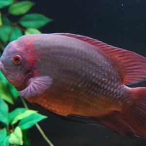 Hypselecara temporalis