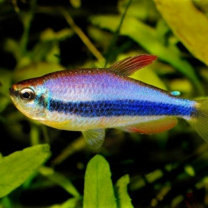 Inpaichthys kerri