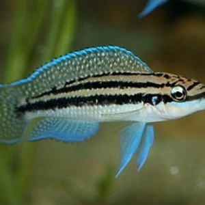 Julidochromis dickfeldi