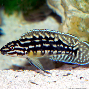 Julidochromis marlieri