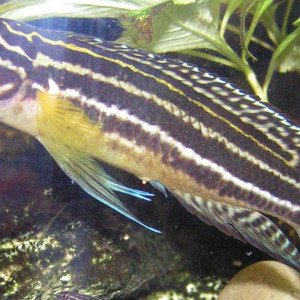 Julidochromis regani