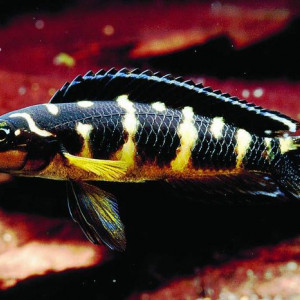 Julidochromis transcriptus