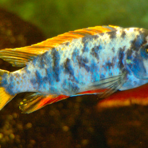 Labeotropheus fuelleborni