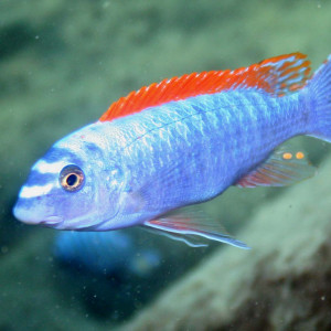 Labeotropheus trewavasae