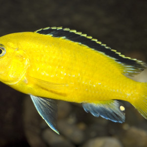 Labidochromis caeruleus