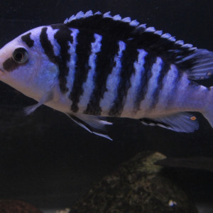 Labidochromis chisumulae