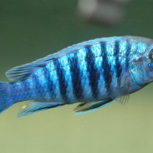 Labidochromis freibergi