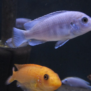 Labidochromis pallidus