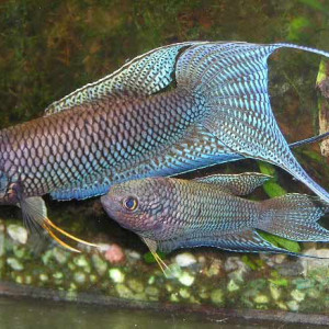 Macropodus erythropterus