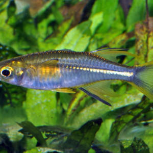 Marosatherina ladigesi