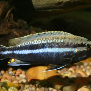 Melanochromis auratus