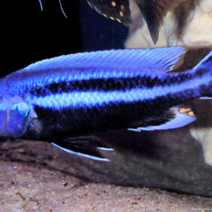 Melanochromis chipokae