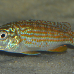 Melanochromis joanjohnsonae