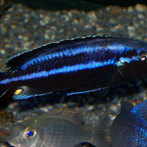 Melanochromis parallelus