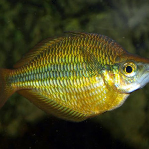 Melanotaenia trifasciata