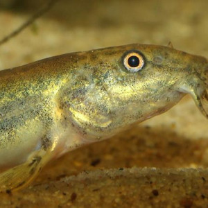 Misgurnus anguillicaudatus